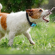 Laden Sie das Bild in den Galerie-Viewer, Wiederaufladbarer, wasserdichter Hundetrainer