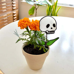 Frühes Halloween💀Totenkopf-Buntglaspflanze
