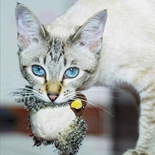 Laden Sie das Bild in den Galerie-Viewer, Katzenspielzeug - Simulierter zwitschernder Vogel