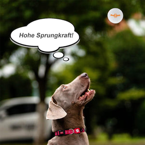 🐶 Unzerbrechliche Spielzeugbälle für Hunde 🐶