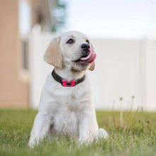 Laden Sie das Bild in den Galerie-Viewer, Wiederaufladbarer, wasserdichter Hundetrainer