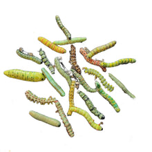 Laden Sie das Bild in den Galerie-Viewer, Handbemalte Raupen-Haarspange