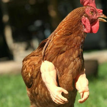 Laden Sie das Bild in den Galerie-Viewer, Dekorative Hühnerarme, lustige Tierkostüme