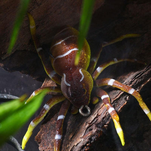 Spinnenköder Angelköder