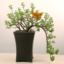 Laden Sie das Bild in den Galerie-Viewer, Selbstbewässernde Glasvögel