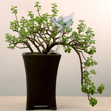 Laden Sie das Bild in den Galerie-Viewer, Selbstbewässernde Glasvögel