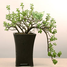 Laden Sie das Bild in den Galerie-Viewer, Selbstbewässernde Glasvögel