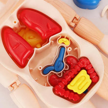 Laden Sie das Bild in den Galerie-Viewer, Frühpädagogisches Spielzeug über menschliche Organe