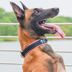 Reflektierendes Hundehalsband Aus Nylon