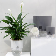 Laden Sie das Bild in den Galerie-Viewer, Selbstbewässernder Blumentopf