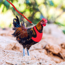 Laden Sie das Bild in den Galerie-Viewer, Bequemes und atmungsaktives Gummiband für Haustiere