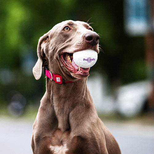 🐶 Unzerbrechliche Spielzeugbälle für Hunde 🐶