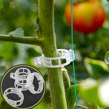 Laden Sie das Bild in den Galerie-Viewer, Kunststoffring zum Halten von Pflanzen