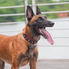 Laden Sie das Bild in den Galerie-Viewer, Reflektierendes Hundehalsband Aus Nylon