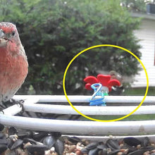 Laden Sie das Bild in den Galerie-Viewer, Kolibri-Futterhaus mit Hut