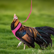 Laden Sie das Bild in den Galerie-Viewer, Bequemes und atmungsaktives Gummiband für Haustiere