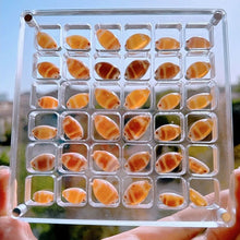 Laden Sie das Bild in den Galerie-Viewer, Magnetisches Acryl-Display für Muscheln