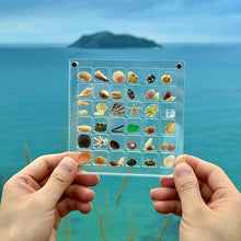 Laden Sie das Bild in den Galerie-Viewer, Magnetisches Acryl-Display für Muscheln