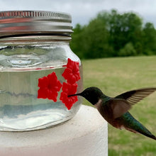 Laden Sie das Bild in den Galerie-Viewer, Wunderschöne Einmachglas Kolibri-Futterstation