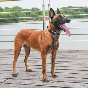 Reflektierendes Hundehalsband Aus Nylon