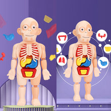 Laden Sie das Bild in den Galerie-Viewer, Frühpädagogisches Spielzeug über menschliche Organe