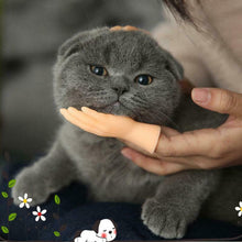 Laden Sie das Bild in den Galerie-Viewer, Lustige Katzen-Massagehandschuhe