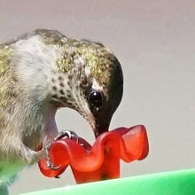 Laden Sie das Bild in den Galerie-Viewer, Original Kolibri-Handgelenk Zuführung