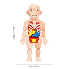 Laden Sie das Bild in den Galerie-Viewer, Frühpädagogisches Spielzeug über menschliche Organe
