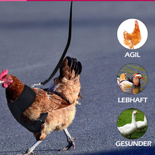 Laden Sie das Bild in den Galerie-Viewer, Bequemes und atmungsaktives Gummiband für Haustiere