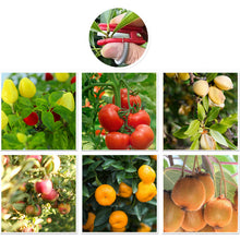 Laden Sie das Bild in den Galerie-Viewer, Gartenpflückringgerät aus Edelstahl