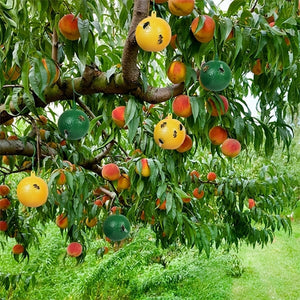 Hängende klebrige Fruchtfliegenfalle zum Schutz der Umwelt