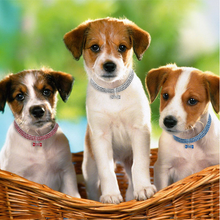 Laden Sie das Bild in den Galerie-Viewer, Süße Kristall Hundehalskette