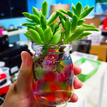 Laden Sie das Bild in den Galerie-Viewer, Kristallboden-Wasserperle/Niedliche Weihnachtsvasenfüllungsdekoration