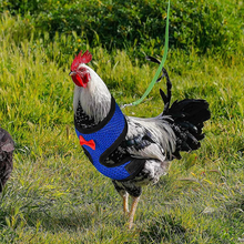 Laden Sie das Bild in den Galerie-Viewer, Bequemes und atmungsaktives Gummiband für Haustiere