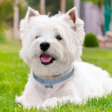 Laden Sie das Bild in den Galerie-Viewer, Süße Kristall Hundehalskette