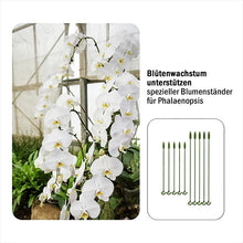 Laden Sie das Bild in den Galerie-Viewer, Spezieller Stützstab für Topfpflanzen