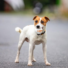 Laden Sie das Bild in den Galerie-Viewer, 🐶 Unzerbrechliche Spielzeugbälle für Hunde 🐶