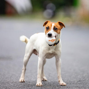 🐶 Unzerbrechliche Spielzeugbälle für Hunde 🐶