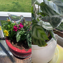 Laden Sie das Bild in den Galerie-Viewer, Selbstbewässernde Glasvögel