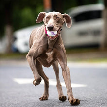 Laden Sie das Bild in den Galerie-Viewer, 🐶 Unzerbrechliche Spielzeugbälle für Hunde 🐶