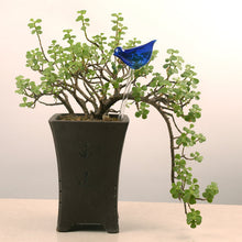 Laden Sie das Bild in den Galerie-Viewer, Automatisches Bewässerungsgerät aus Glas in Vogelform