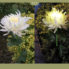 Laden Sie das Bild in den Galerie-Viewer, Solar Chrysantheme LED Gartenlandschaftsleuchte